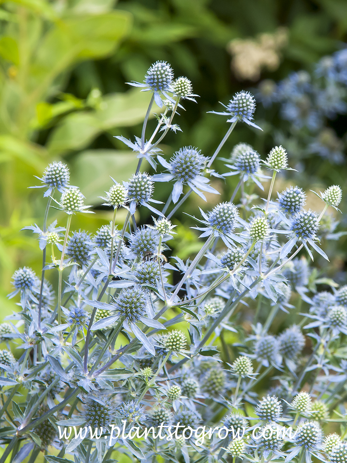 Blue Cap Sea Holly (Eryngium planum) 
The globular part is the flower , the stiff blue petal-like structures are bracts.  These plants were stunning on will be on my short list for my garden